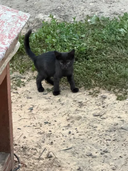 Котята  в хорошие руки