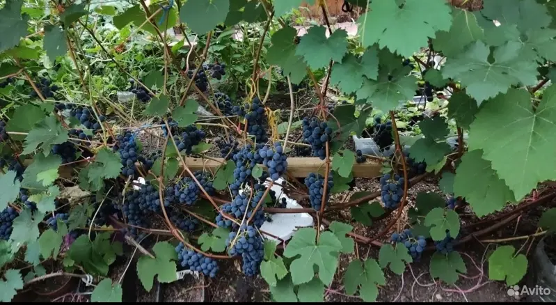 Саженцы винограда,первогодки