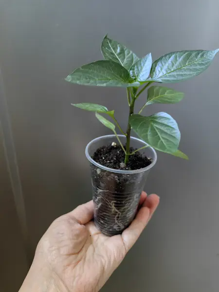 Рассада сладкие перцы