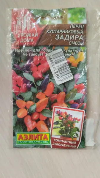 Перец комнатный 