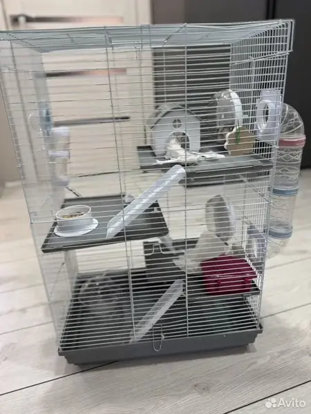 Хомяки - джунгарики